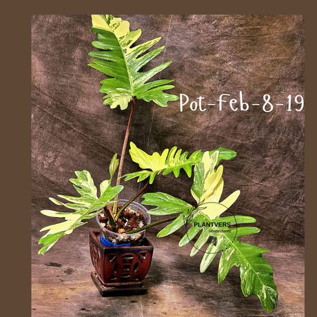 Variegated Philodendron Florida Beauty x Mayoi Exact Plant - Super RARE Live Plants - Stunning Hybrid Aroid with Marbled Foliage - US Seller