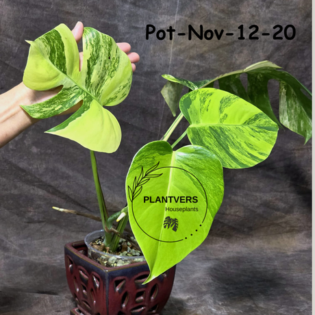gift plant