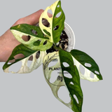 variegated adansonii
