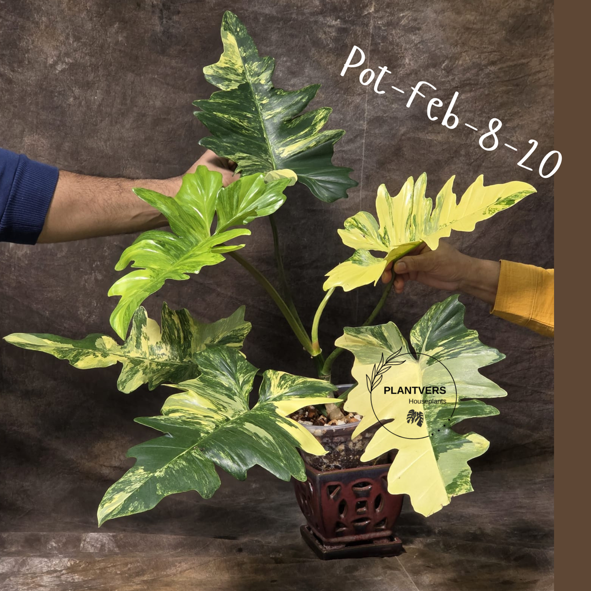 Variegated Philodendron Florida Beauty x Mayoi Exact Plant - Super RARE Live Plants - Stunning Hybrid Aroid with Marbled Foliage - US Seller