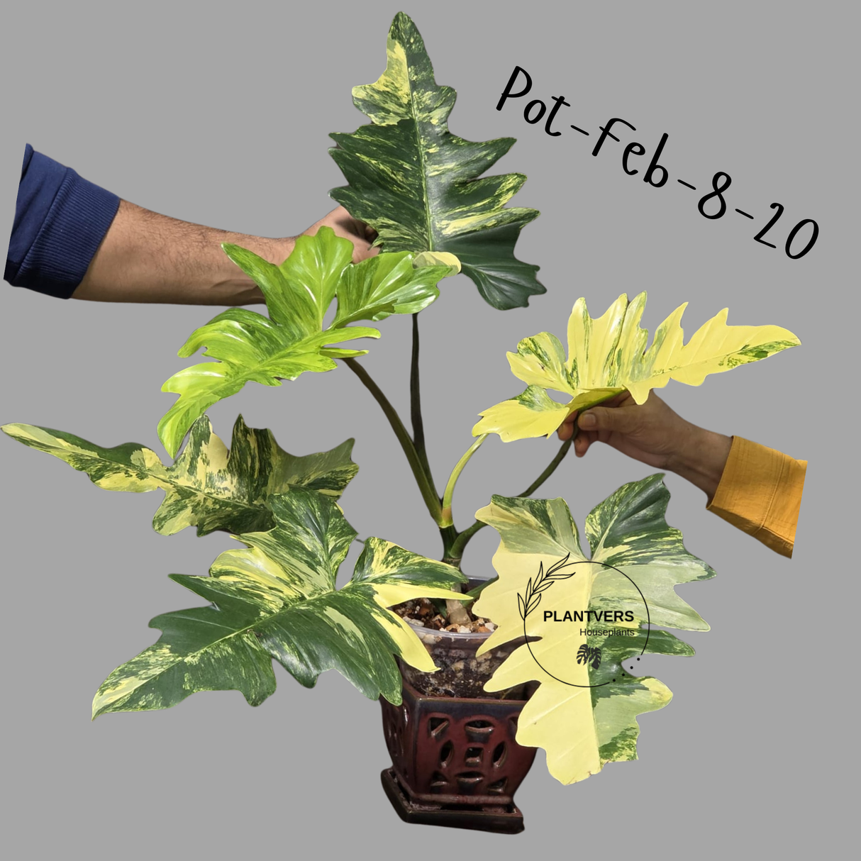 Variegated Philodendron Florida Beauty x Mayoi Exact Plant - Super RARE Live Plants - Stunning Hybrid Aroid with Marbled Foliage - US Seller