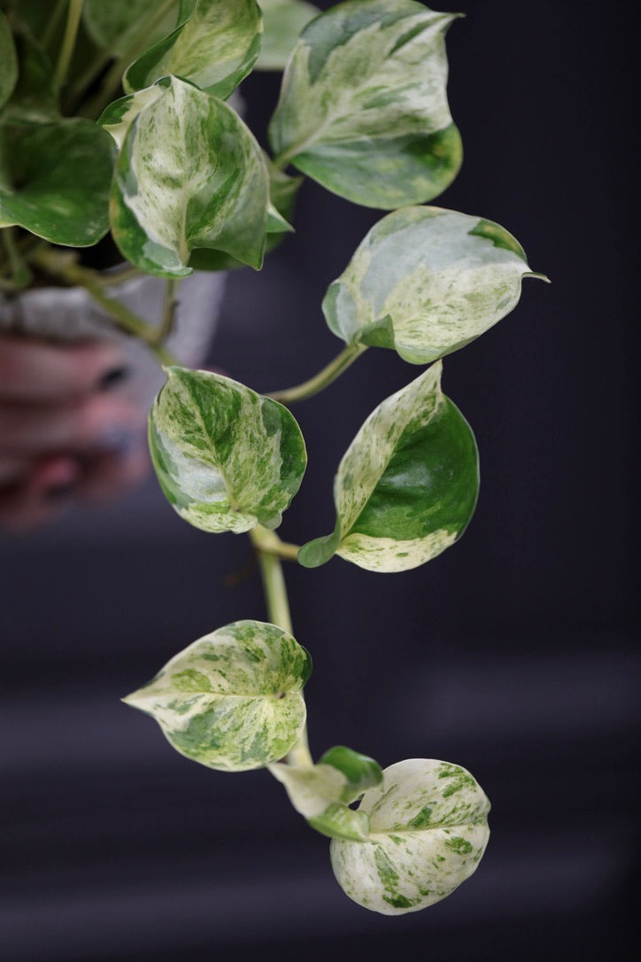 Manjula Pothos in 4" Nursery Pot - Variegated Indoor Plant - Vining Plant - Low light Air Purifying Plants - Office Plant - Houseplants