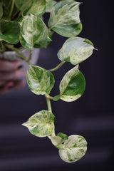 Manjula Pothos in 4" Nursery Pot - Variegated Indoor Plant - Vining Plant - Low light Air Purifying Plants - Office Plant - Houseplants