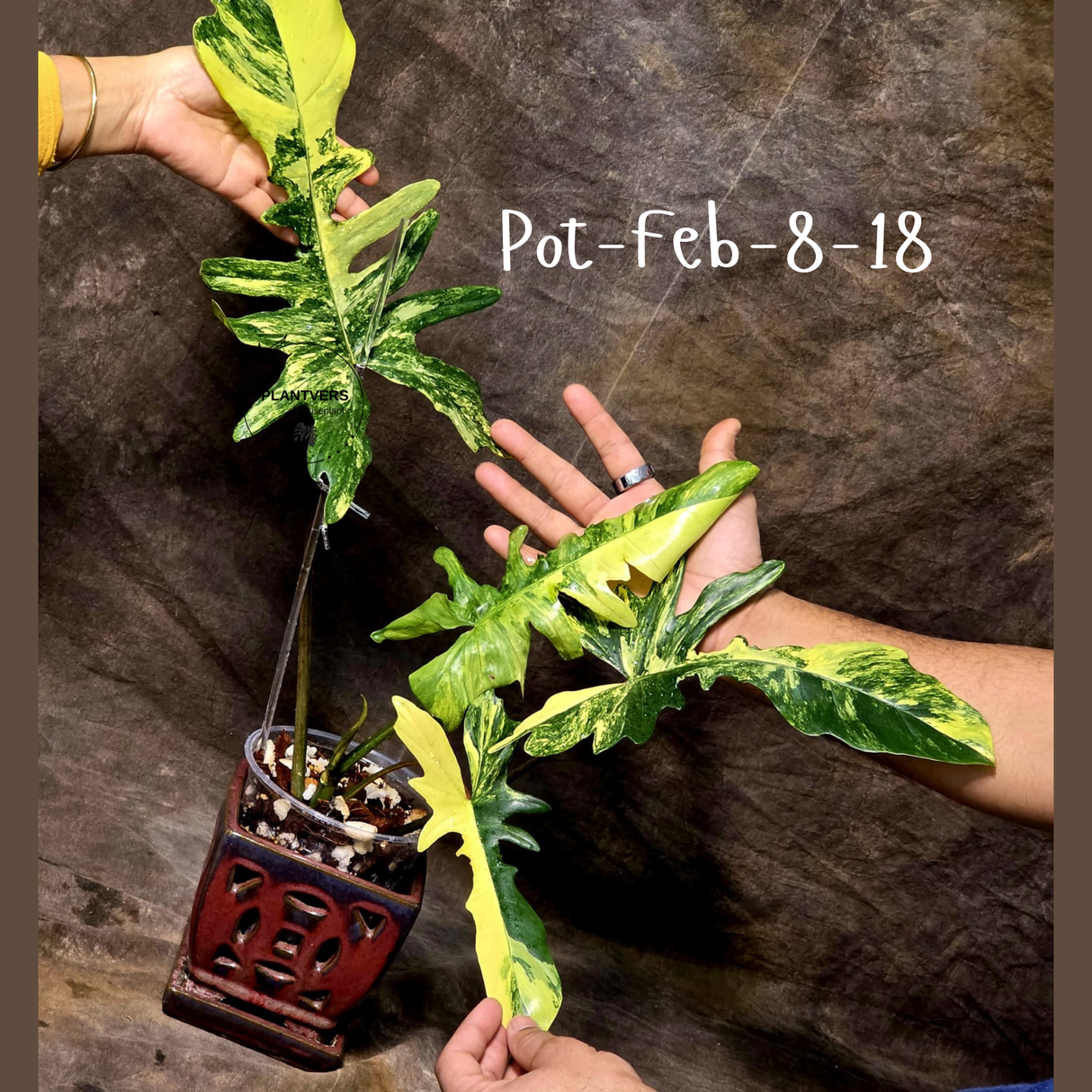 Variegated Philodendron Florida Beauty x Mayoi Exact Plant - Super RARE Live Plants - Stunning Hybrid Aroid with Marbled Foliage - US Seller