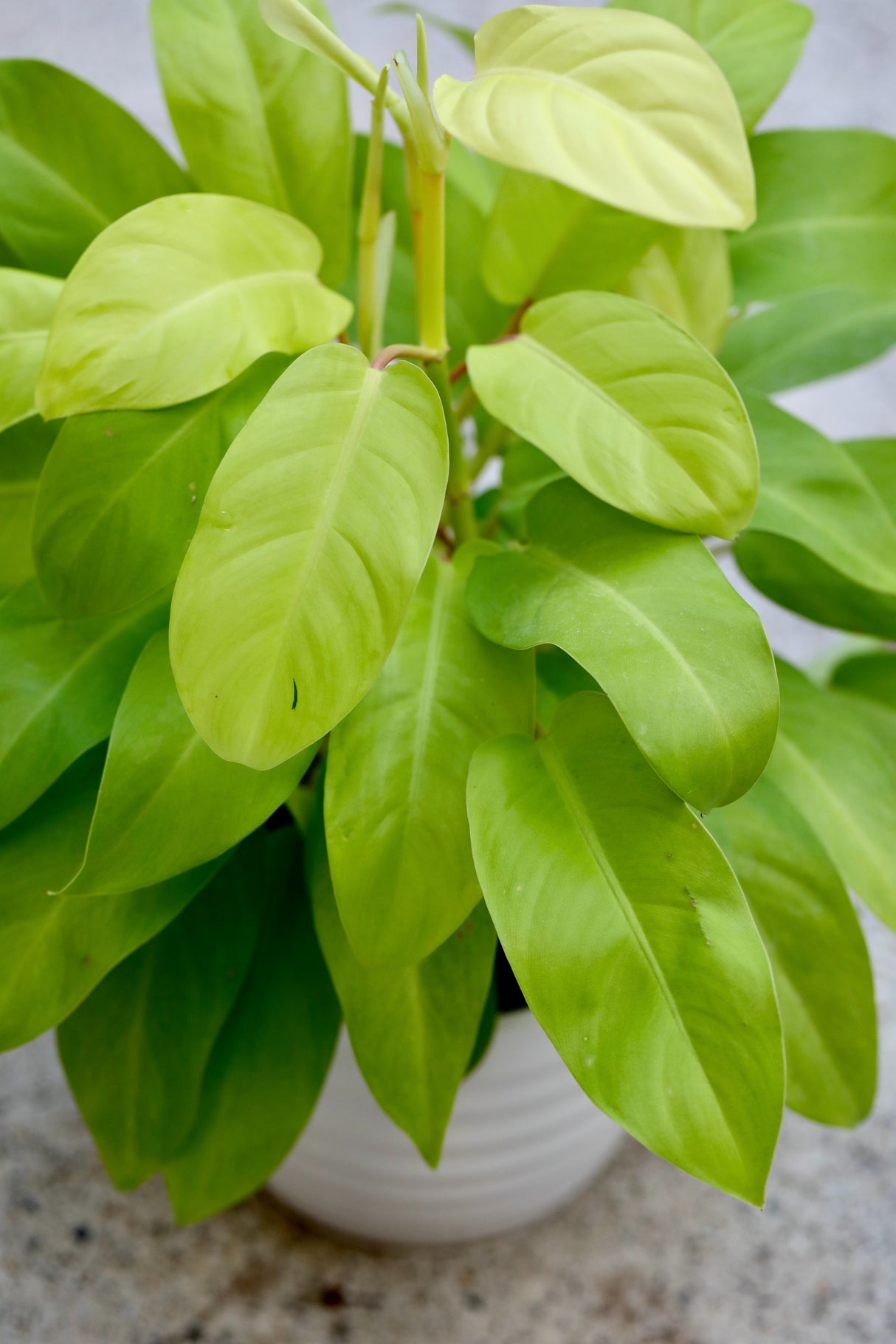 Lemon Lime Neon Philodendron in a 6"inch Pot