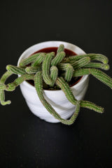 Echinopsis Chamaecereus 'Peanut Cactus' in a 3" Nursery Pot - Low Maintenance Indoor Plant - Small Cactus Plant