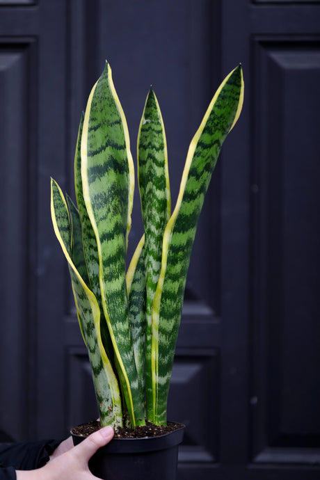 Sansevieria Laurentii Snake Plant in a Nursery Pot