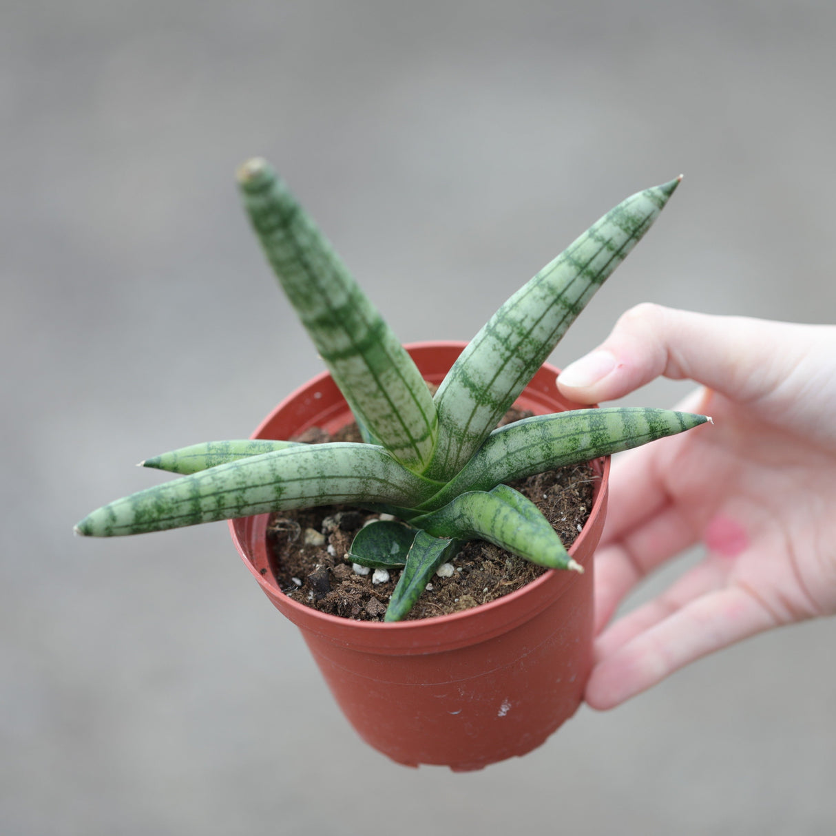 Sansevieria Cylindrica Boncel in 3" Nursery Pot - Starfish Snake Plant