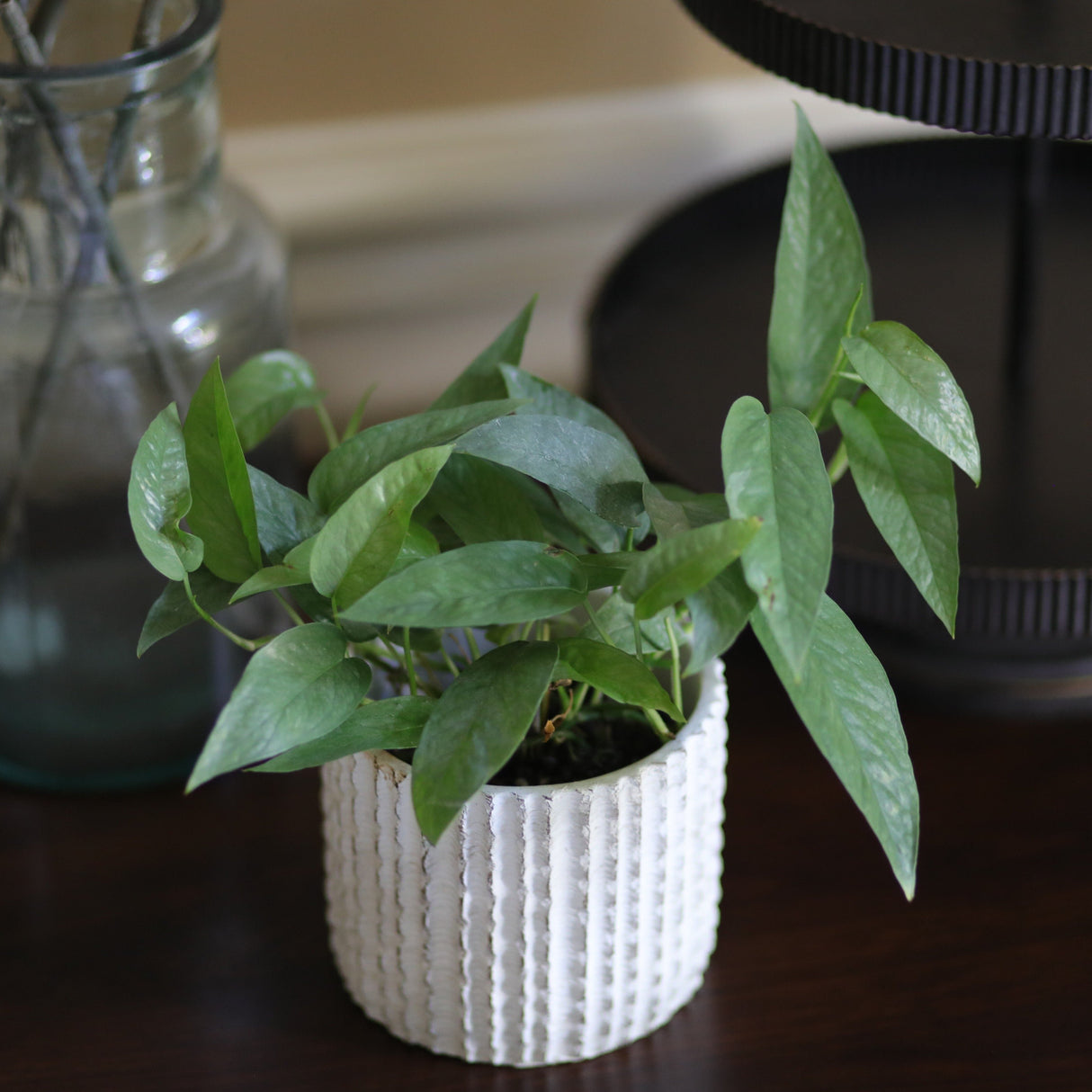 Cebu Blue Pothos - Rare houseplant