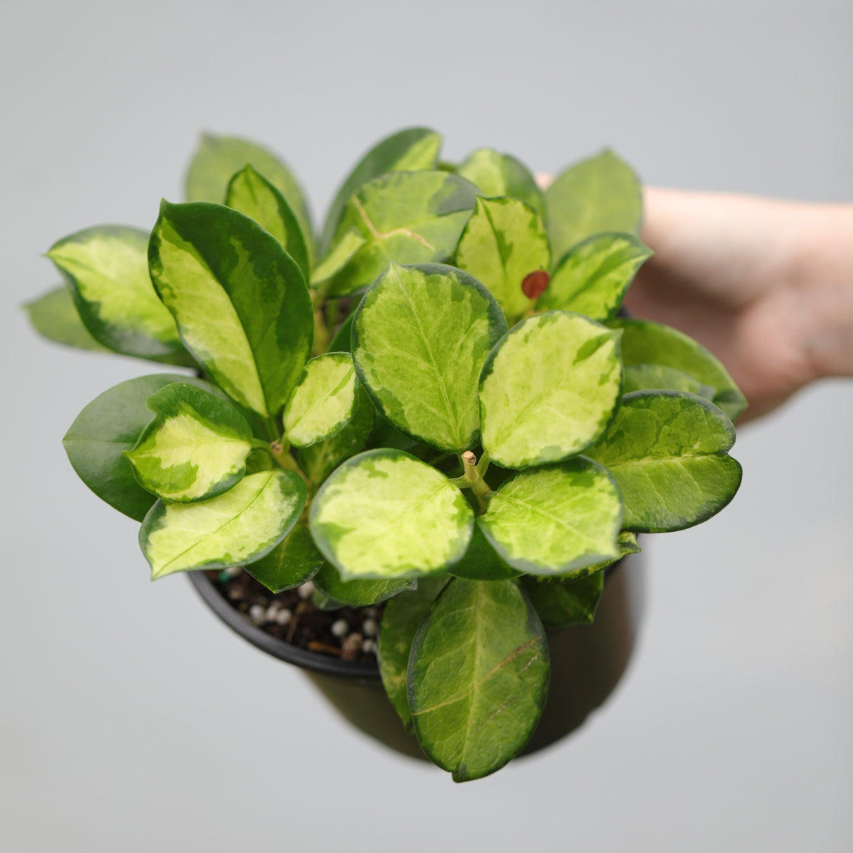 Hoya Australis Lisa in 5” Nursery Pot