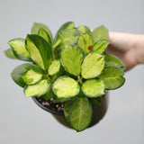 Hoya Australis Lisa in 5” Nursery Pot