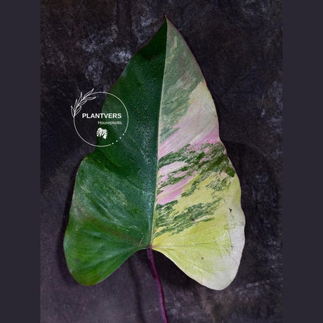 Rooted Plant
Live Indoor Plants
Rare Philodendron