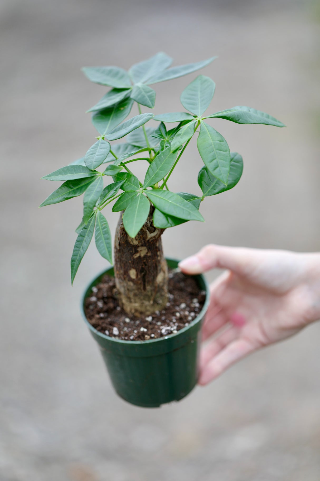 Live Lucky Money Tree in a 4" Nursery Pot Bonsai