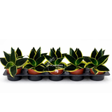 4” Sansevieria Black Gold  ( Wholesale Indoor Plant Case of 10 Pots)