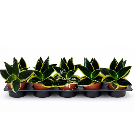 4” Sansevieria Black Gold  ( Wholesale Indoor Plant Case of 10 Pots)