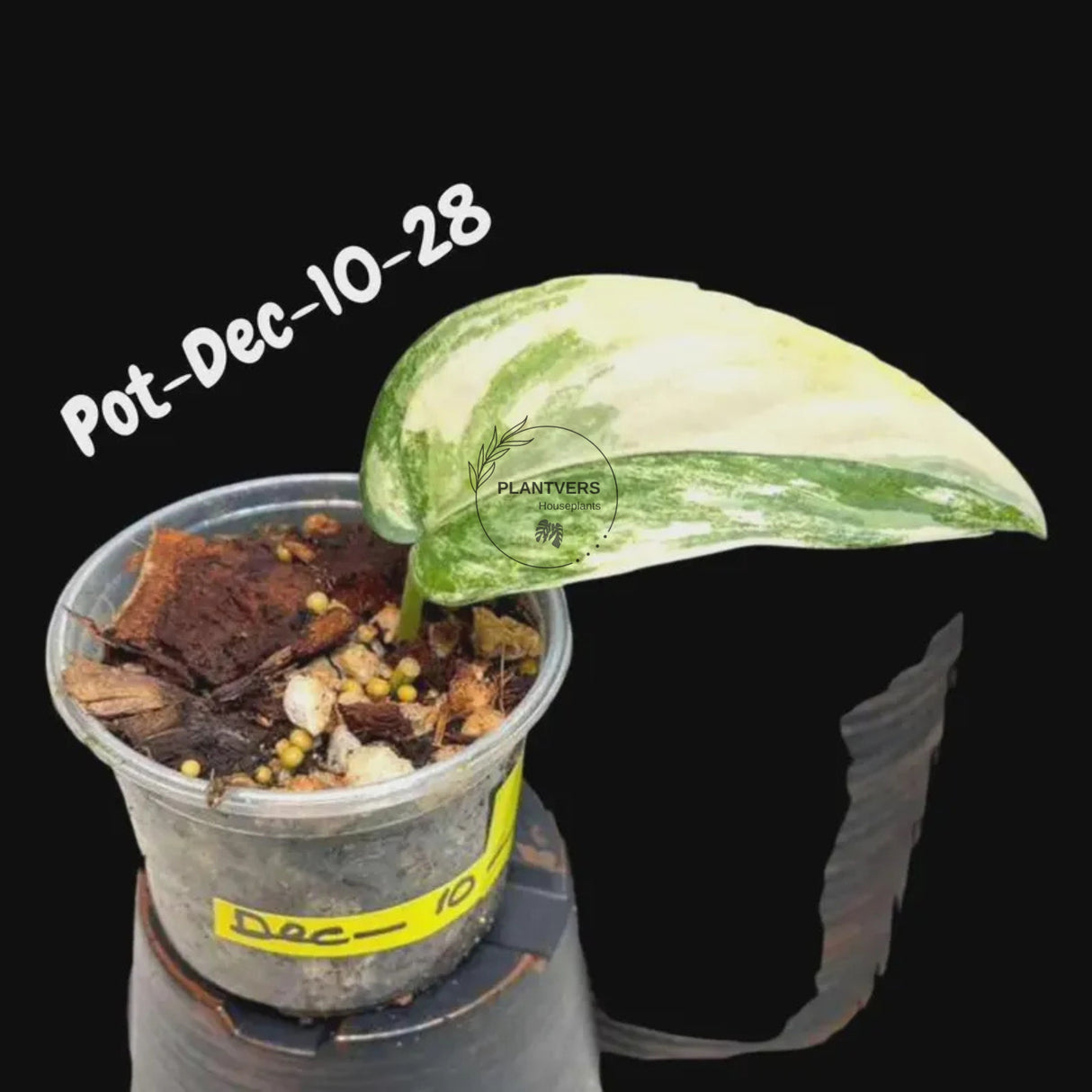 Variegated Scindapsus Jade Satin - Rare Aroid Houseplant with Velvet Leaves - Collector's Indoor Plant - Exact SAME Plant - US Seller