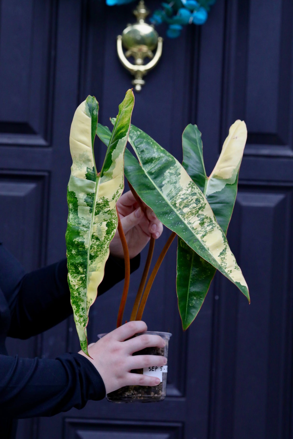 Billietiae Variegated Philodendron