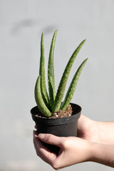 Aloe Vera Plant in a 4" Nursery Pot