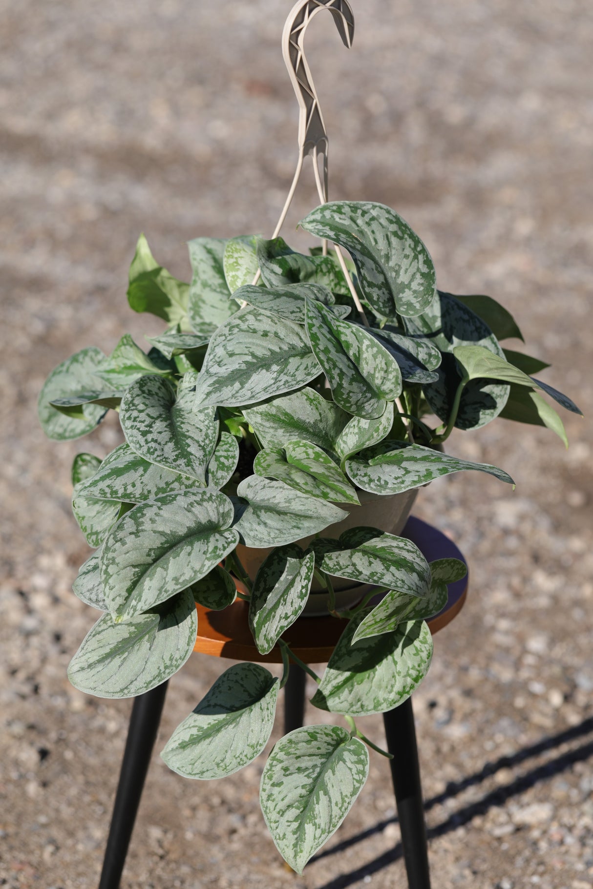 Silver Satin Pothos in a 8" Nursery - Scindapsus Pictus