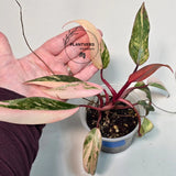bright pink plant
Gift Houseplant
Rare Philodendron
pink indoor plant