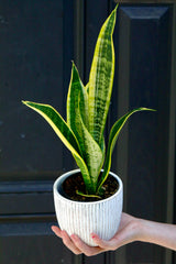 Snake Plant | Mother-In-Law's-Tongue Plant 3" Pot