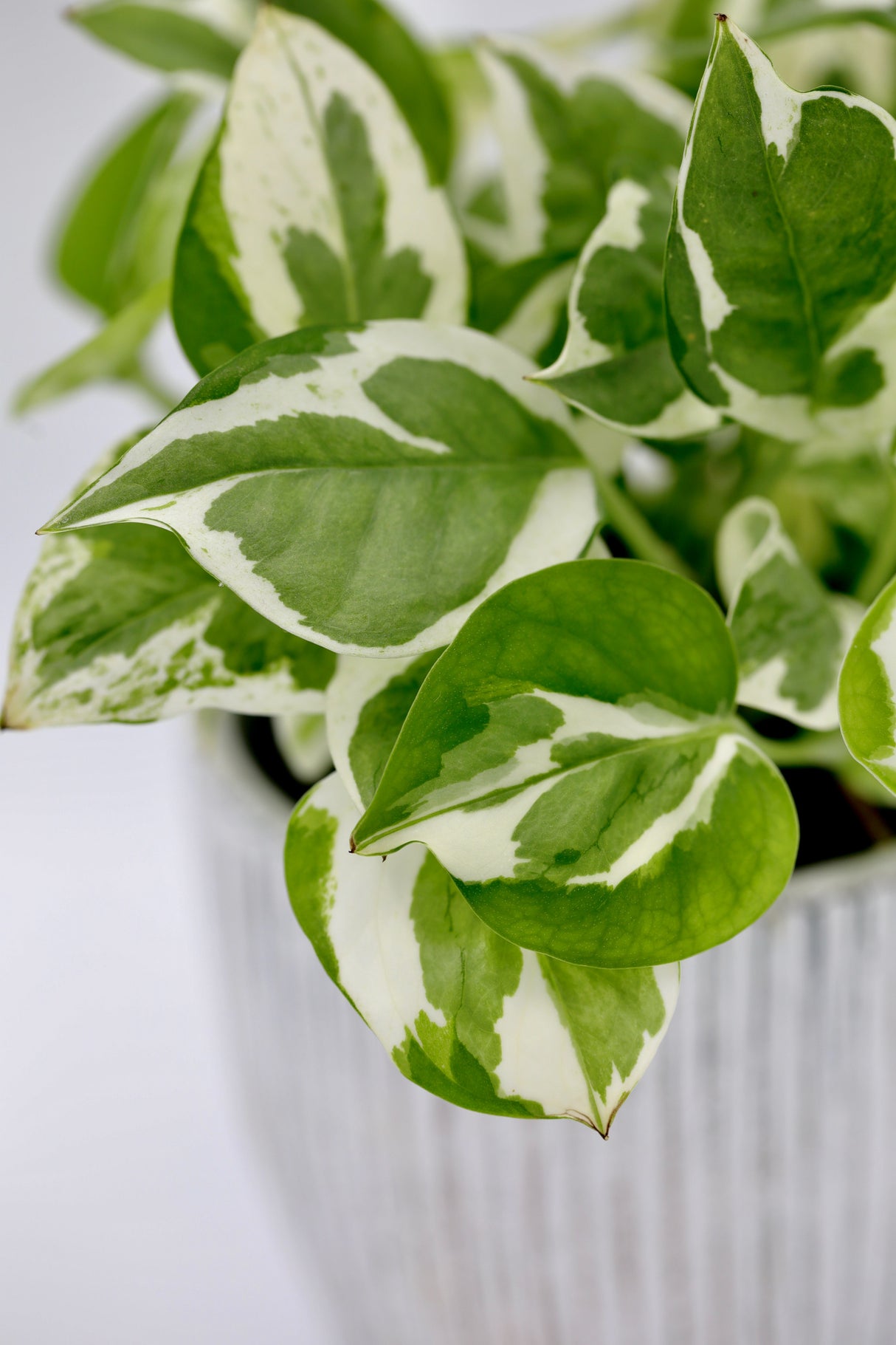 Live Pearls and Jade Pothos in a 4inch Nursery Pot