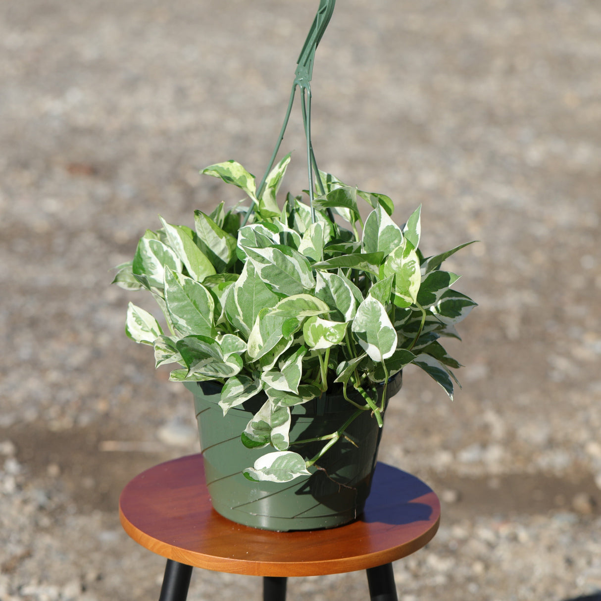 N'Joy Pothos Plant in a 8" Hanging Basket