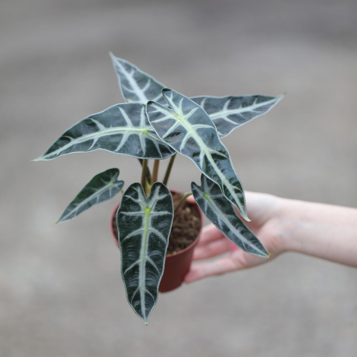 Alocasia Bambino Arrow in a 4" Nursery Pot