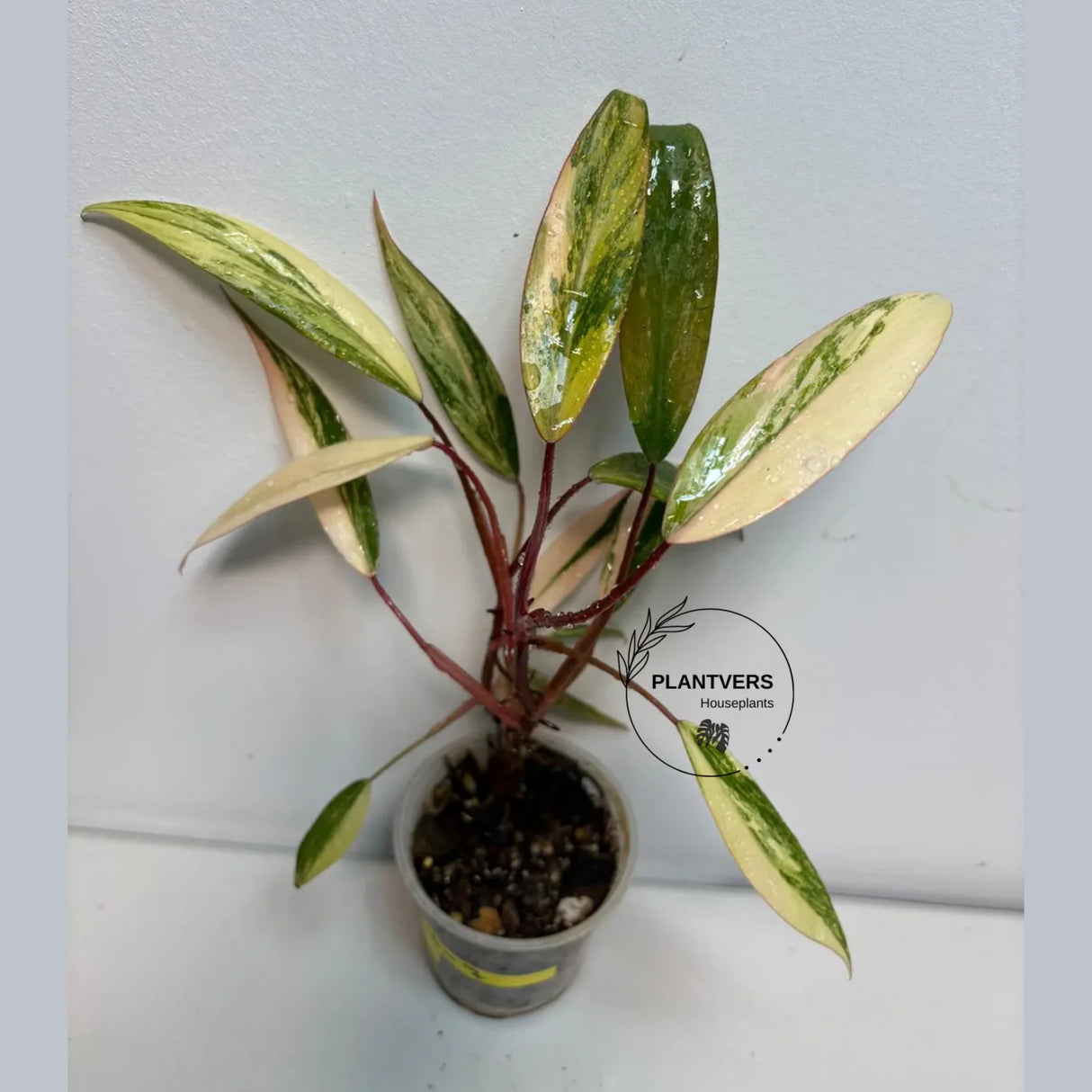 very rare plants
Live Indoor Plants
Rare Philodendron