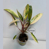 very rare plants
Live Indoor Plants
Rare Philodendron