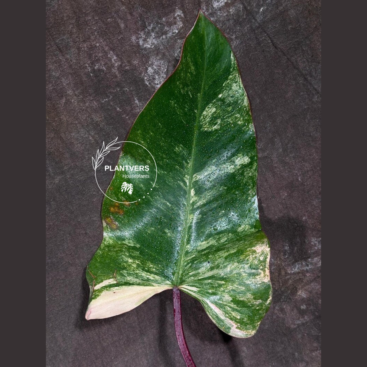 Variegated Philodendron Strawberry Shake Exact Live Plant - Rare Collector Plant - Gift Indoor Bright Pink - Exotic Plants - US Seller
