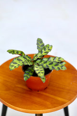 Rare Calathea Lancifolia