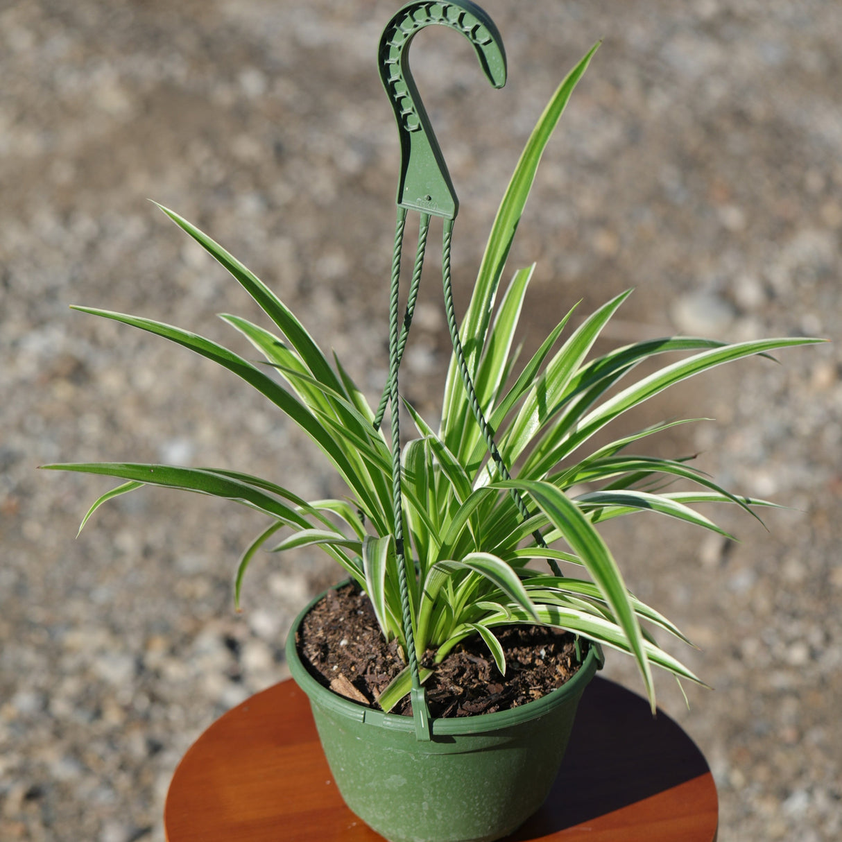 Variegated Spider Chlorophytum Bonnie in 8" Hanging Basket