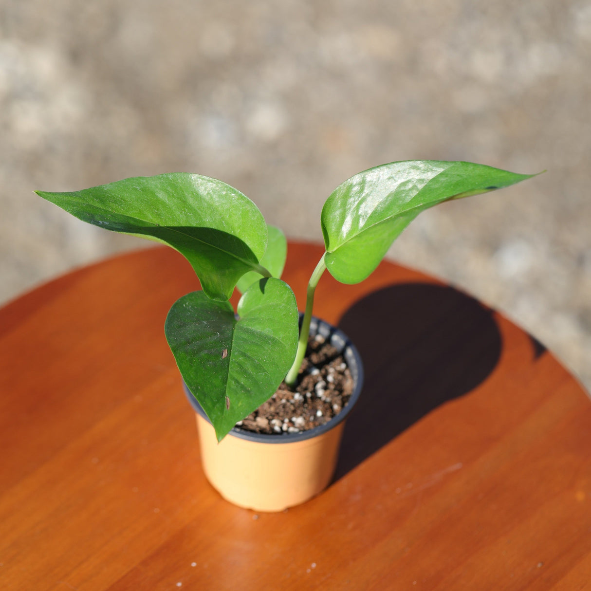 Jade Pothos in 2” Pot - Epipremnum Aureum Jade