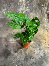 Monstera Adansonii Swiss Cheese Plant in a 4" Nursery Pot – Live Indoor Monstera Houseplant – Swiss Cheese Vine