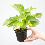 Marble Queen Pothos Plant in a 3" Nursery Pot