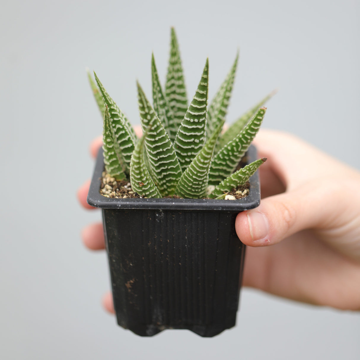 Haworthia Limifolia in a 3" Pot- Succulent Plant