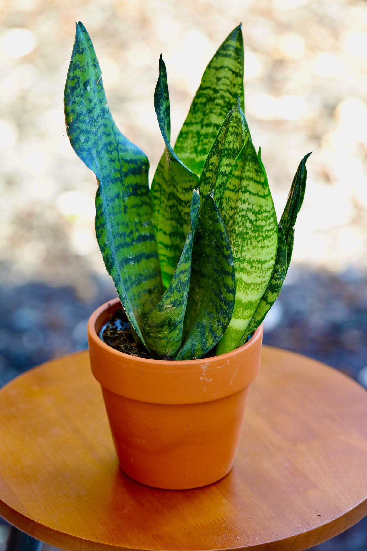 Sansevieria Zeylanica Snake Plant in 4" Nursery Pot