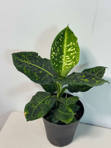 Dieffenbachia Reflector in a 6” Pot | Rare Dumb Cane | Speckled Foliage Plant | Low Light Live Houseplant | Easy Care Tropical Indoor Plant