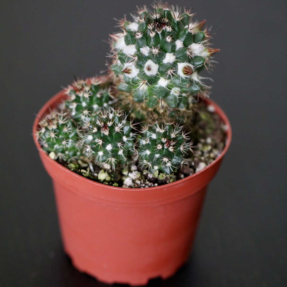 Mini Mammillaria Winterae in a  3" Nursery Pot - Woolly Nipple Cactus - Low Maintenance Indoor Plant - Small Succulent for Sale