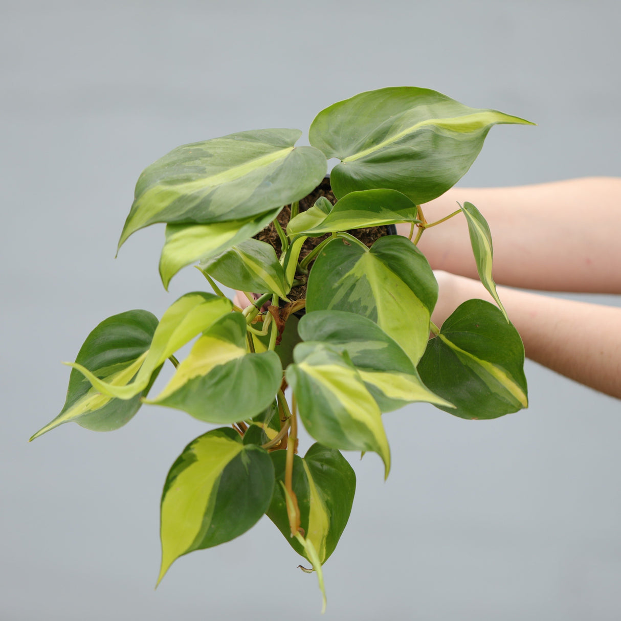 Philodendron Brazil in a 4" Nursery Pot - Variegated Pothos Plant