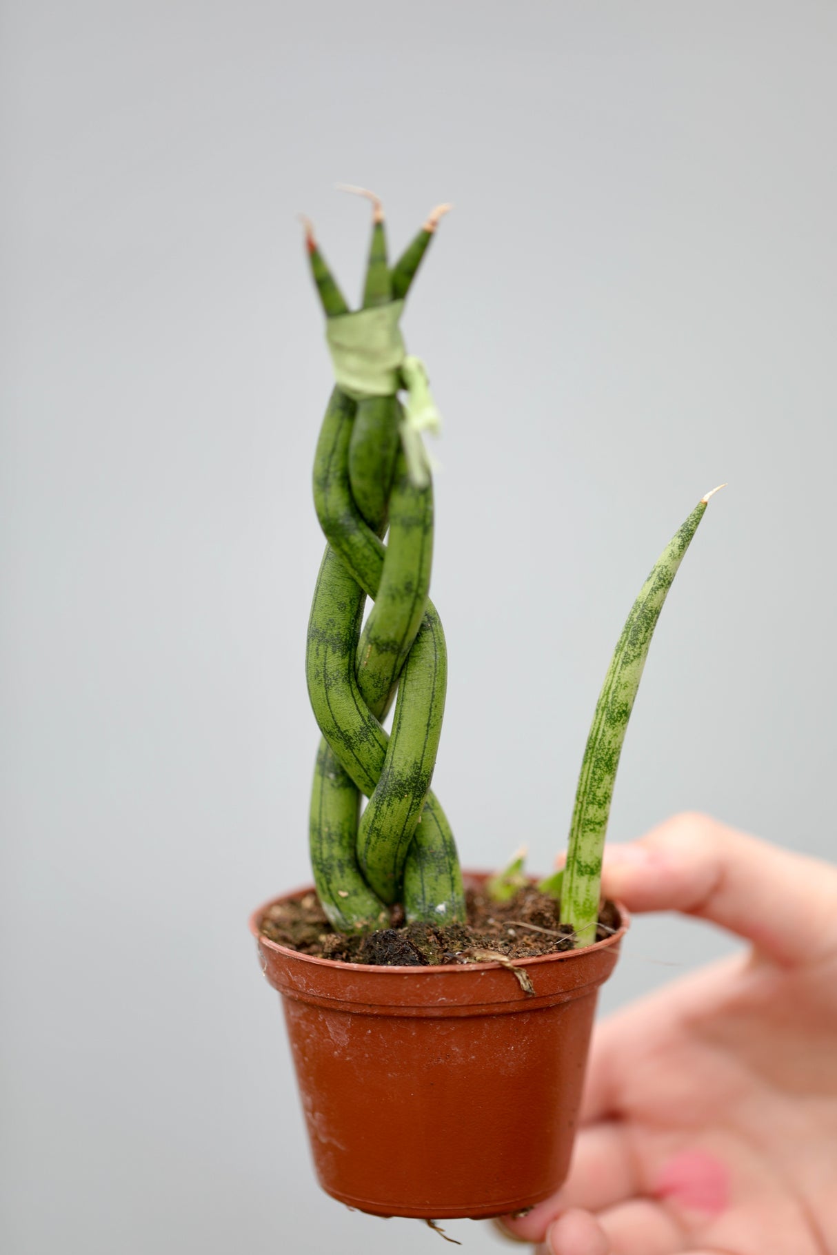 African Spear Braided Plant in a 2.5" Nursery Pot