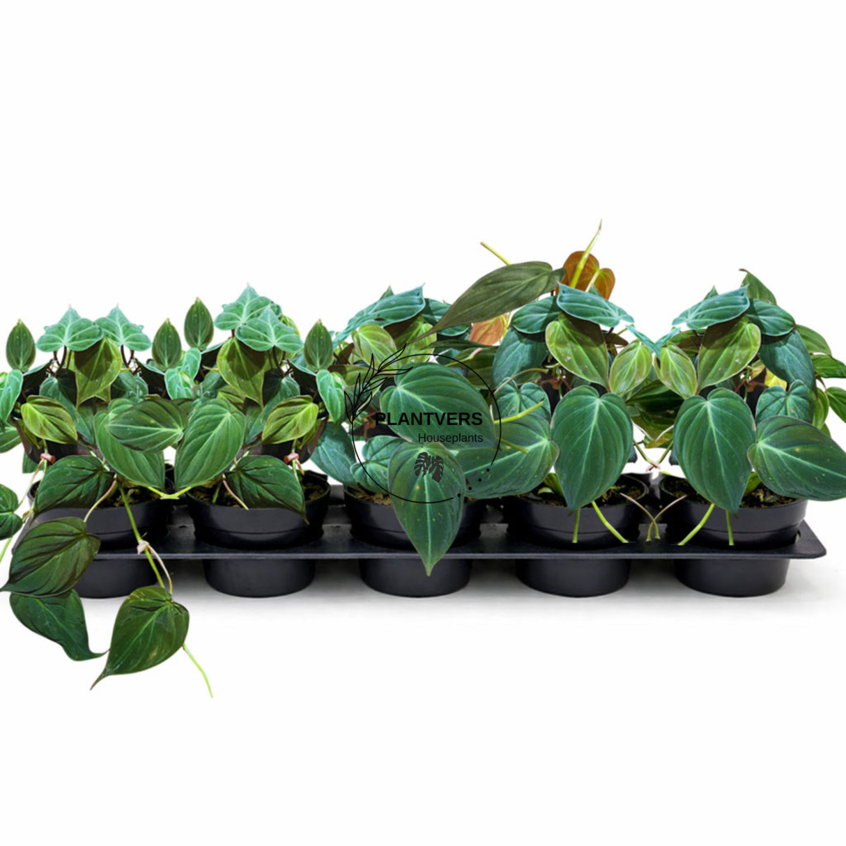 4" Philodendron Micans Velvet (Wholesale Indoor Plant Case of 10 Pots)