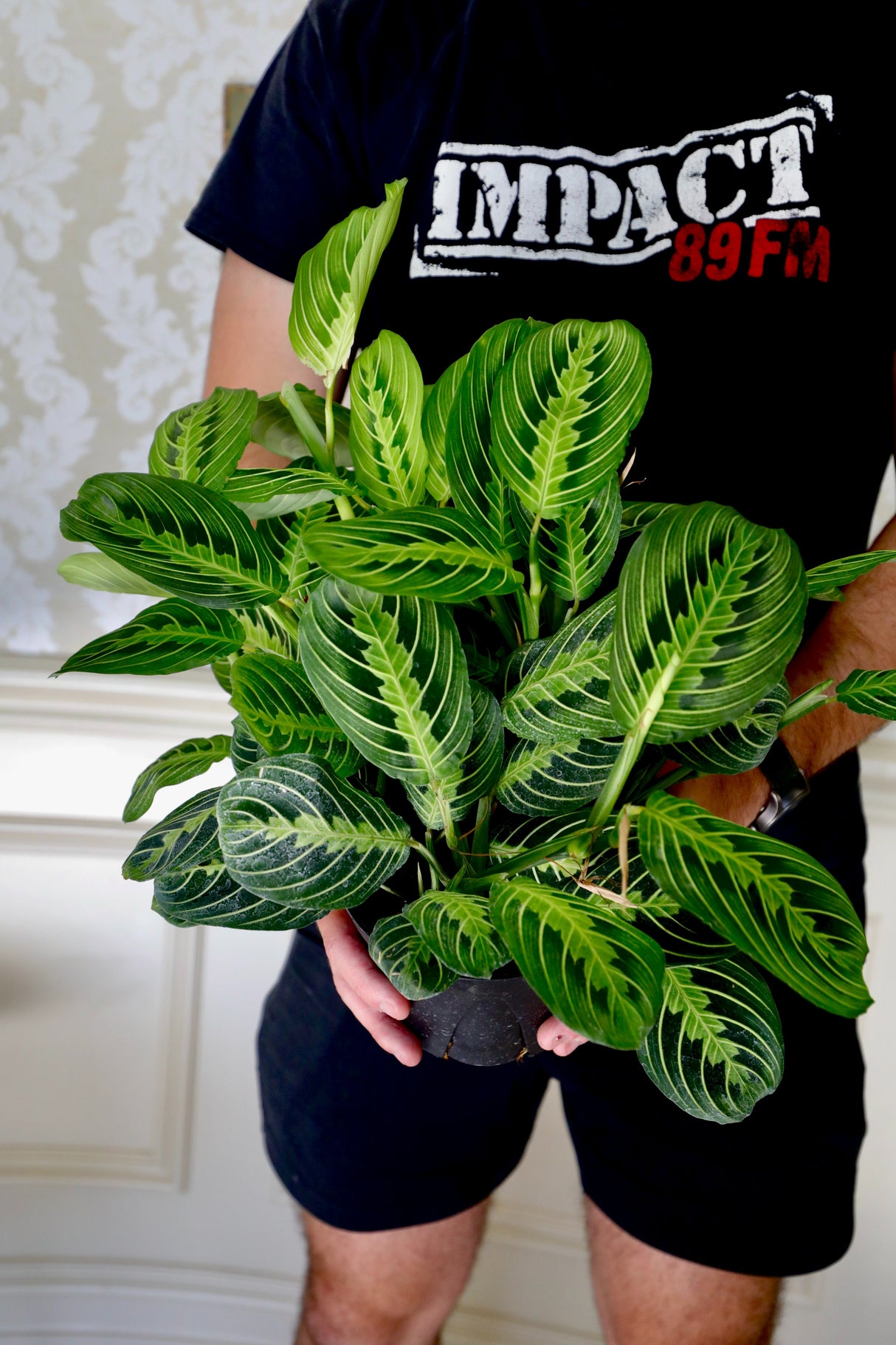 Live Lemon Prayer Plant in 3" Nursery Pot - Maranta Leuconeura