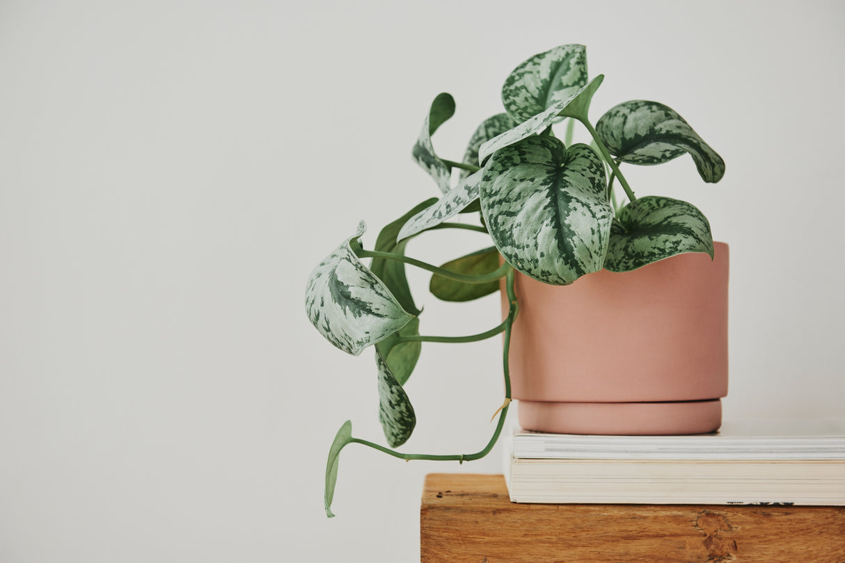 Scindapsus Silver Exotica Plant in 5" Vining Pot - Silver Satin Pothos