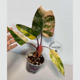 Gift Houseplant
pink indoor plant
Rare Philodendron
