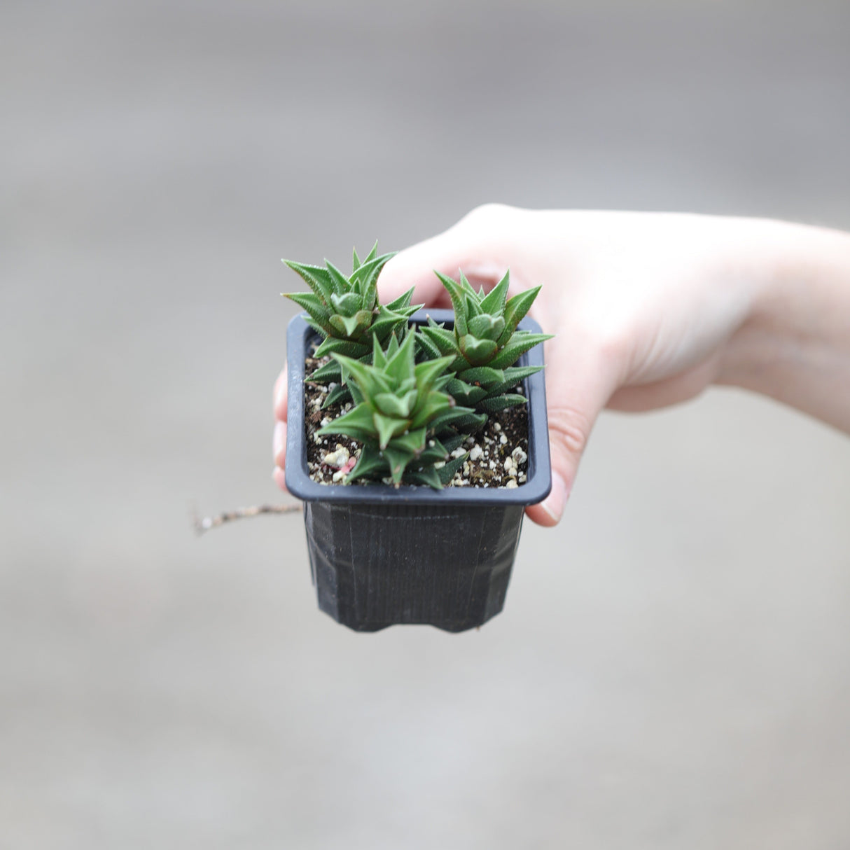 Haworthia Mirror Cactus in a 3" Nursery Pot