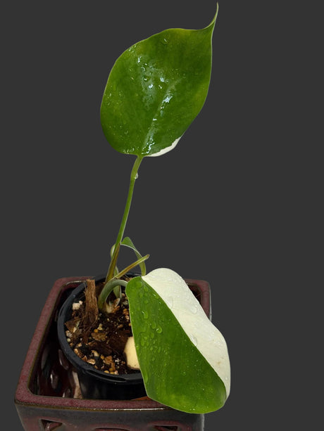 Variegated Monstera Albo Plant