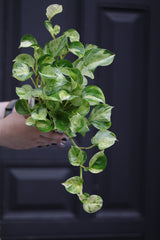 Manjula Pothos in 4" Nursery Pot - Variegated Indoor Plant - Vining Plant - Low light Air Purifying Plants - Office Plant - Houseplants