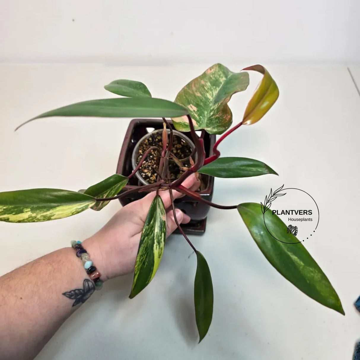 Gift Houseplant
Variegated Plant